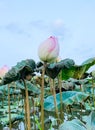 Vietnamse lotus blooms in summner