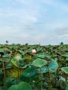 Vietnamse lotus blooms in summner Royalty Free Stock Photo