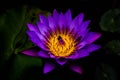 Lotus flower Royalty Free Stock Photo