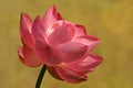 Lotus Flower w/Golden Bkgd Royalty Free Stock Photo