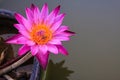 Lotus Royalty Free Stock Photo
