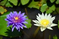 Lotus Flower or Water Lilly Blossom