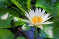 Lotus flower or water lilly white close up beautiful in nature Royalty Free Stock Photo