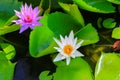 Lotus flower or water lilly white close up beautiful in nature Royalty Free Stock Photo