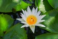 Lotus flower or water lilly white close up beautiful in nature Royalty Free Stock Photo