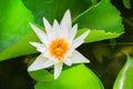 Lotus flower or water lilly white close up beautiful in nature Royalty Free Stock Photo