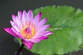 Lotus flower or water lily flower blooming with lotus leaves background in the pond at sunny summer or spring day. Royalty Free Stock Photo