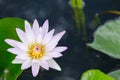 Lotus flower or water lily flower blooming with green leaves background in the pond at sunny summer or spring day Royalty Free Stock Photo