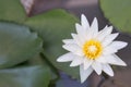 Lotus flower or water lily flower blooming with green leaves background in the pond at sunny summer or spring day Royalty Free Stock Photo