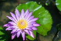 Lotus flower or water lily flower blooming with green leaves background in the pond at sunny summer or spring day Royalty Free Stock Photo