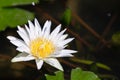 Lotus flower or water lily flower blooming with green leaves background in the pond at sunny summer or spring day Royalty Free Stock Photo