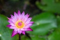 Lotus flower or water lily flower blooming with green leaves background in the pond at sunny summer or spring day. Royalty Free Stock Photo