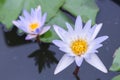 Lotus flower or water lily flower blooming with green leaves background in the pond at sunny summer or spring day. Royalty Free Stock Photo