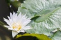 Lotus flower or water lily flower blooming with green leaves background in the pond at sunny summer or spring day. Royalty Free Stock Photo