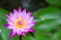 Lotus flower or water lily flower blooming with green leaves background in the pond at sunny summer or spring day. Nymphaea water Royalty Free Stock Photo