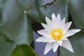 Lotus flower or water lily flower blooming with lotus leaves background in the pond at sunny summer or spring day. Royalty Free Stock Photo