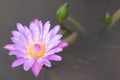 Lotus flower or water lily flower blooming with lotus leaves background in the pond at sunny summer or spring day. Royalty Free Stock Photo