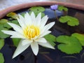 Lotus flower,Water lily,Blossoming lily flower with green leaves Royalty Free Stock Photo