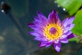 Lotus flower or water lily flower blooming with green leaves background in the pond at sunny summer or spring day Royalty Free Stock Photo
