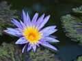 Lotus flower or water lily and green leaf. Beautifully blooming in the spa pool to decorate. Royalty Free Stock Photo