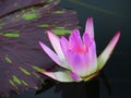 Lotus flower or water lily and green leaf. Beautifully blooming in the spa pool to decorate.