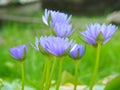 Lotus flower or water lily and green leaf. Beautifully blooming in the spa pool to decorate. Royalty Free Stock Photo