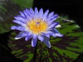 Lotus flower or water lily and green leaf. Beautifully blooming in the spa pool to decorate. Royalty Free Stock Photo