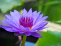 Lotus flower or water lily and green leaf. Beautifully blooming in the spa pool to decorate. Royalty Free Stock Photo