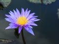 Lotus flower or water lily and green leaf. Beautifully blooming in the spa pool to decorate. Royalty Free Stock Photo