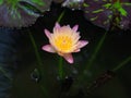 Lotus flower or water lily and green leaf. Beautifully blooming in the spa pool to decorate. Royalty Free Stock Photo