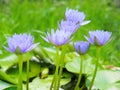 Lotus flower or water lily and green leaf. Beautifully blooming in the spa pool to decorate. Royalty Free Stock Photo