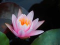 Lotus flower or water lily pink with green leaves. Beautifully blooming in the spa pool to decorate.