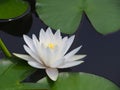 Lotus flower or water lily white with green leaves. Beautifully blooming in the spa pool to decorate.