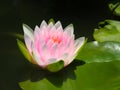 Lotus flower or water lily white and pink with green leaves. Beautifully blooming in the spa pool to decorate.