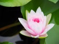 Lotus flower or water lily white and pink with green leaves. Beautifully blooming in the spa pool to decorate.