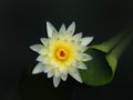 Lotus flower or water lily Yellow and green leaf Beautifully blooming in the spa pool to decorate. Royalty Free Stock Photo
