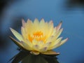 Lotus flower or water lily Yellow and green leaf Beautifully blooming in the spa pool to decorate. Royalty Free Stock Photo