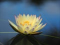 Lotus flower or water lily Yellow and green leaf Beautifully blooming in the spa pool to decorate. Royalty Free Stock Photo