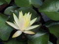 Lotus flower or water lily Yellow and green leaf Beautifully blooming in the spa pool to decorate. Royalty Free Stock Photo