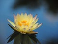 Lotus flower or water lily Yellow and green leaf Beautifully blooming in the spa pool to decorate. Royalty Free Stock Photo