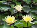 Lotus flower or water lily Yellow and green leaf Beautifully blooming in the spa pool to decorate. Royalty Free Stock Photo