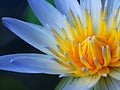 White yellow Lotus booming on the pool black background.