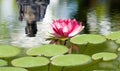 Beautiful lotus flower on the water in a park close-up
