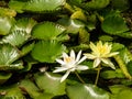 Lotus flower Water plants planted in a pond. Royalty Free Stock Photo