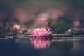 Lotus flower or waterlily floating on the water