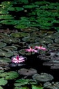 Lotus flower or waterlily among green leaves in deep water Royalty Free Stock Photo