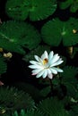 Lotus flower or waterlily among green leaves in deep water Royalty Free Stock Photo