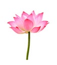The Lotus Flower On White Background