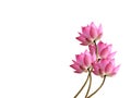 Lotus flower on white background Royalty Free Stock Photo