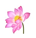 Lotus flower on white background